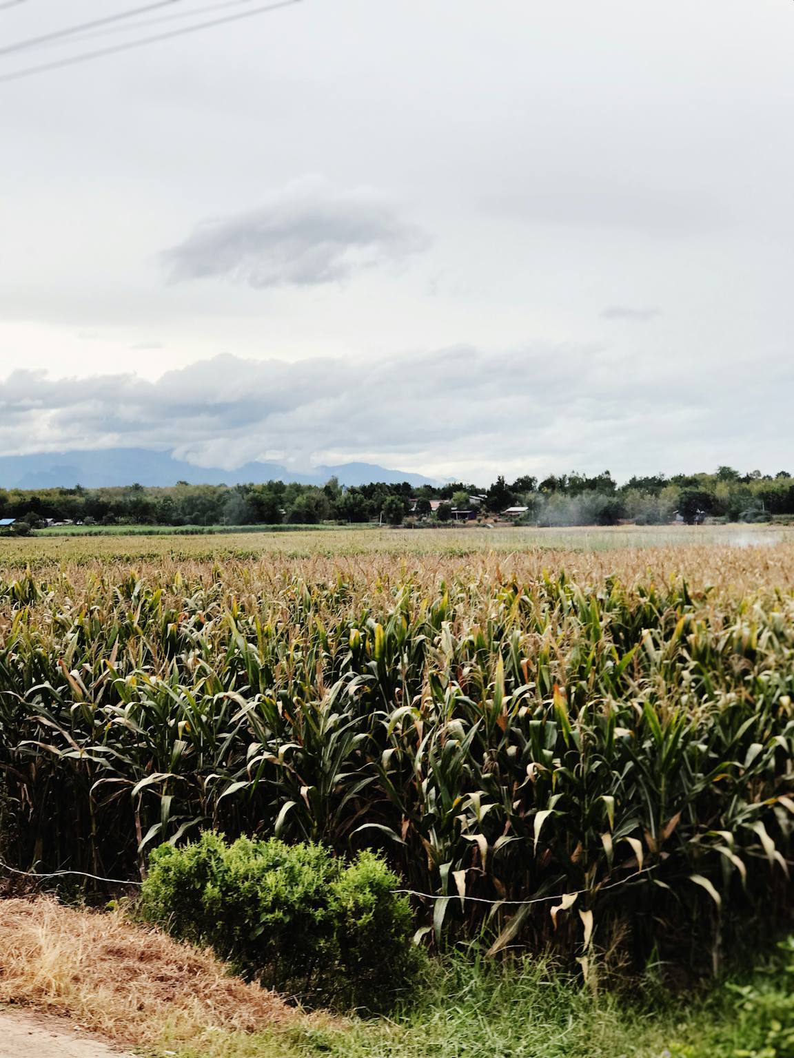 A corn field — nitrate in drinking water most often comes from agricultural fertilizer and manure leaching into groundwater.